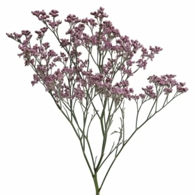 Limonium PIUMA PINK TOUCH