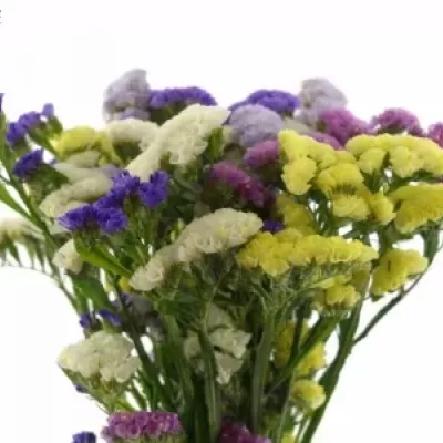 LIMONIUM S MIX 