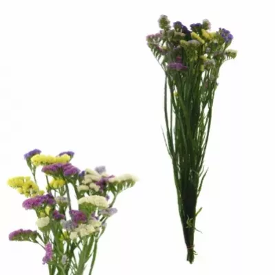 LIMONIUM S MIX 70cm/34g 