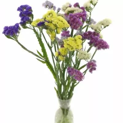 LIMONIUM S MIX 