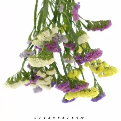 LIMONIUM S MIX 