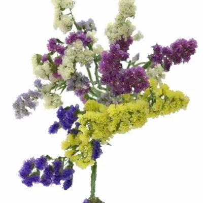 LIMONIUM S MIX 