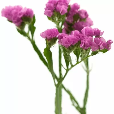 Limonium S RASPBERRY WINGS 50cm/30g