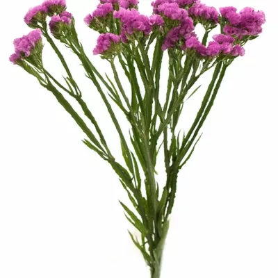 Limonium S RASPBERRY WINGS 50cm/30g