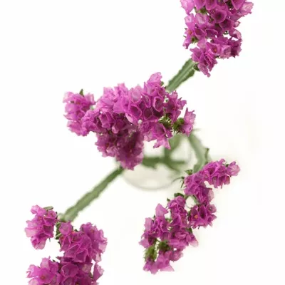 Limonium S RASPBERRY WINGS 50cm/30g