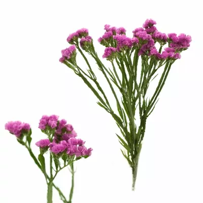 Limonium S RASPBERRY WINGS 60cm/30g