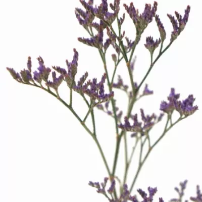 LIMONIUM SAFORA DARK BLUE 60cm/20g 