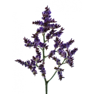 LIMONIUM SAFORA LILAC