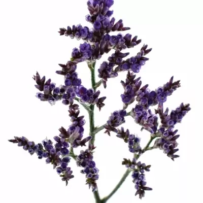 LIMONIUM SAFORA LILAC 60cm/20g