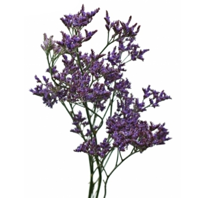 LIMONIUM SAFORA LILAC