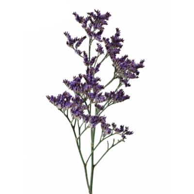 LIMONIUM SAFORA LILAC