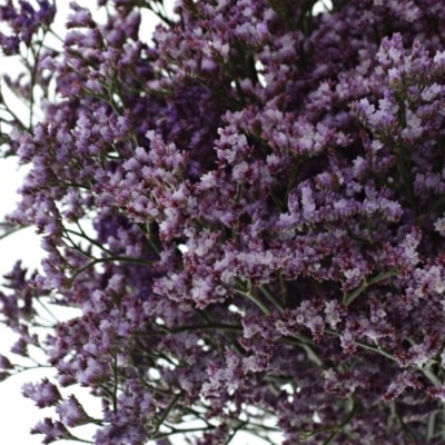 LIMONIUM SAFORA LILAC