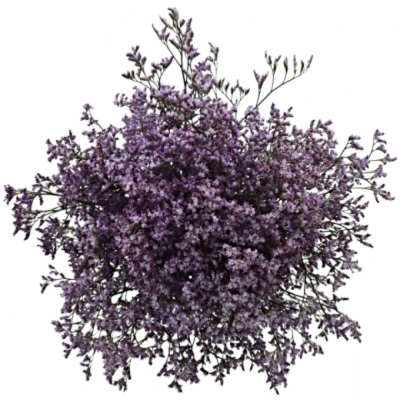 LIMONIUM SAFORA LILAC