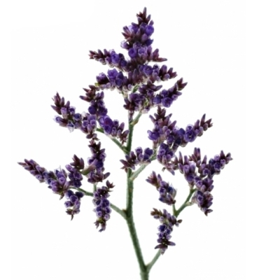 LIMONIUM SAFORA LILAC 60cm/20g