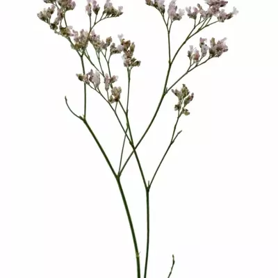 Limonium SAFORA OSHI PINK 70g