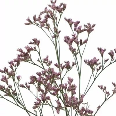 LIMONIUM SAFORA ROSY PINK 50cm/25g 