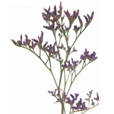 LIMONIUM SINENSIS ARIZONA BLUE