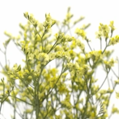 LIMONIUM SINENSIS CHINA SUMMER