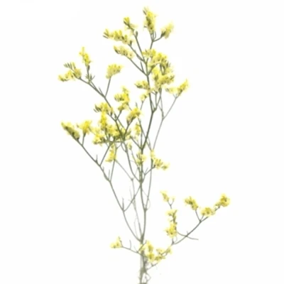 LIMONIUM SINENSIS CHINA SUMMER