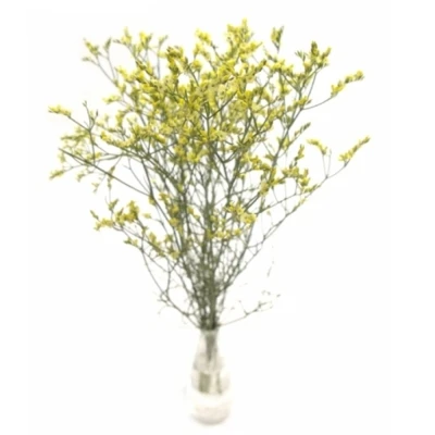 LIMONIUM SINENSIS CHINA SUMMER