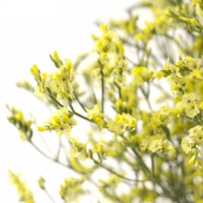 LIMONIUM SINENSIS CHINA SUMMER