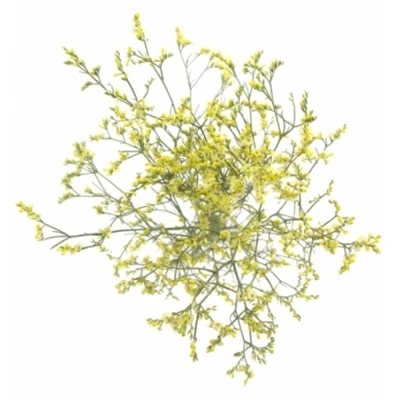 LIMONIUM SINENSIS CHINA SUMMER