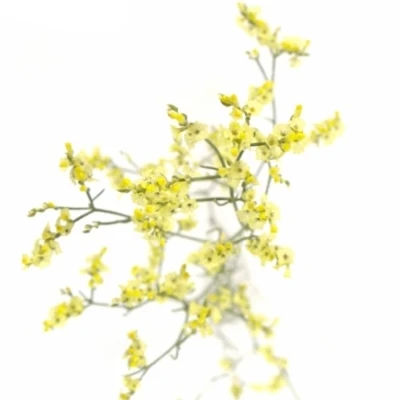 LIMONIUM SINENSIS CHINA SUMMER