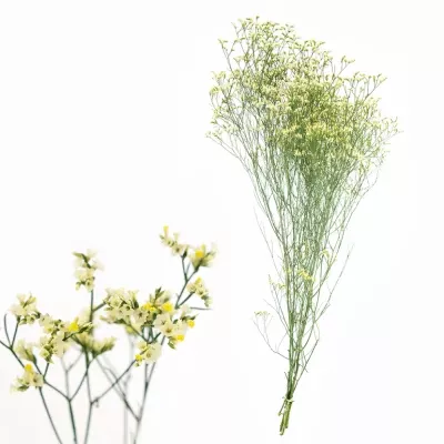 LIMONIUM SINENSIS GOLDEN DIAMOND 60cm/20g 