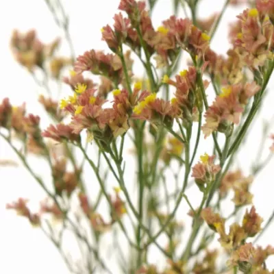 Statice SINENSE MAX DIAMOND 60cm/25g