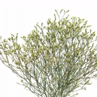 LIMONIUM SINENSIS PINA COLADA