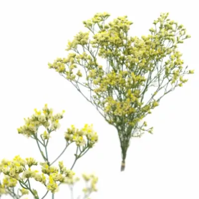 LIMONIUM SINENSIS SENSY LIMONCELLO 40g