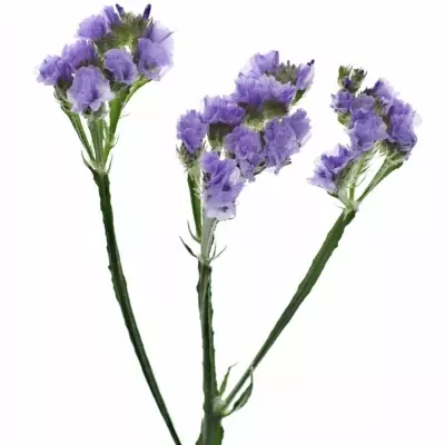 Statice SINUATUM ARA LAVENDER 75cm/70g