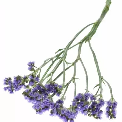 LIMONIUM SINUATUM ARA LAVENDER