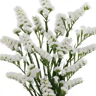 LIMONIUM SINUATUM ASPEN WINGS 50cm/20g