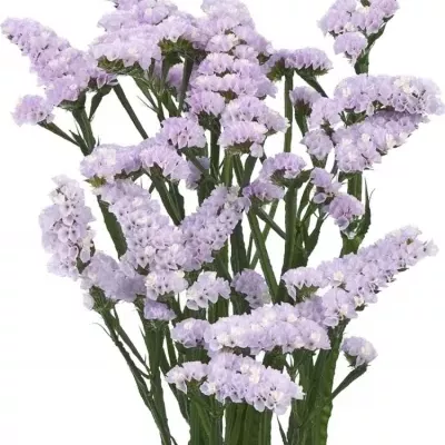 LIMONIUM SINUATUM ATLANTA SUN BIRDS