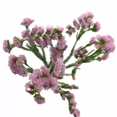 LIMONIUM SINUATUM BLOSSOM SUN BIRDS