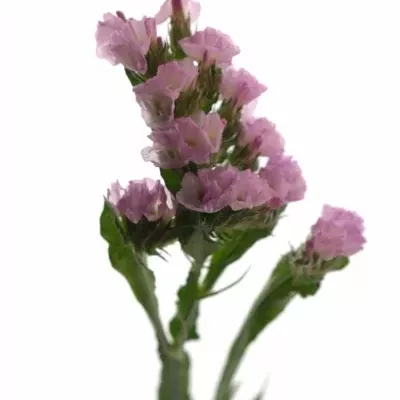 LIMONIUM SINUATUM BLOSSOM SUN BIRDS