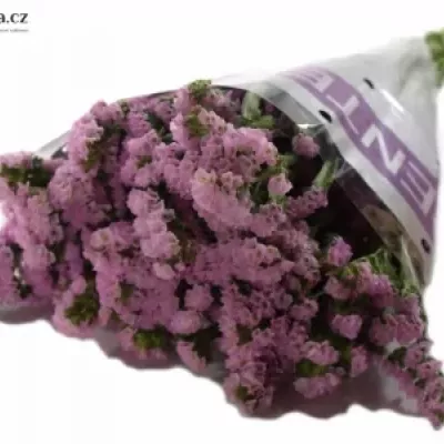 LIMONIUM SINUATUM BLOSSOM SUN BIRDS