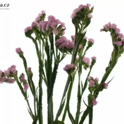 LIMONIUM SINUATUM BLOSSOM SUN BIRDS