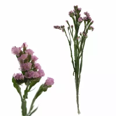 LIMONIUM SINUATUM BLOSSOM SUN BIRDS