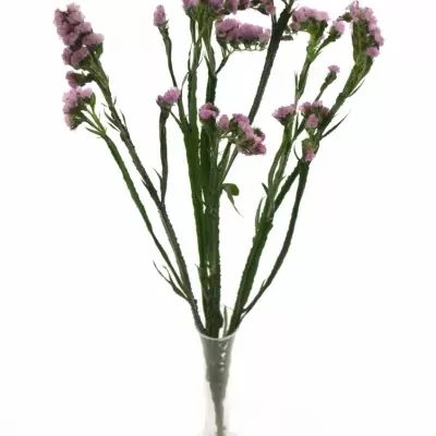 LIMONIUM SINUATUM BLOSSOM SUN BIRDS