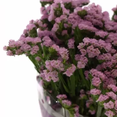 LIMONIUM SINUATUM BLOSSOM SUN BIRDS