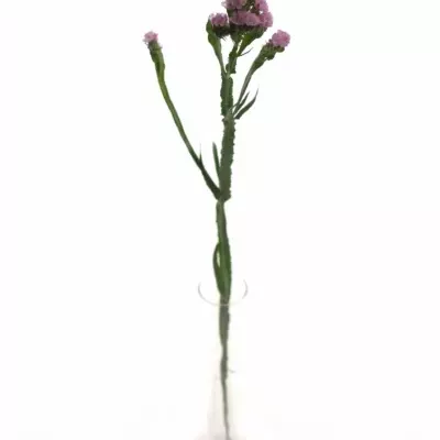 Limonium SINUATUM BLOSSOM SUN BIRDS