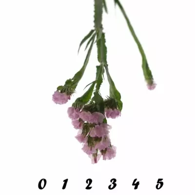 Limonium SINUATUM BLOSSOM SUN BIRDS