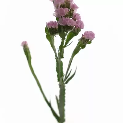 LIMONIUM SINUATUM BLOSSOM SUN BIRDS