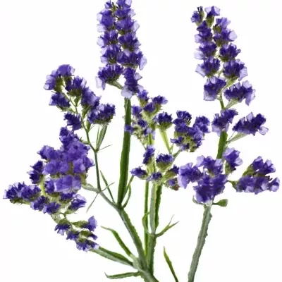 Limonium SINUATUM BLUE IMPULSE 60cm / 30g