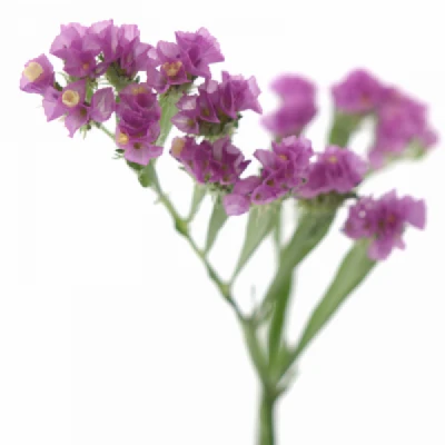 LIMONIUM SINUATUM FANTASIA WINGS