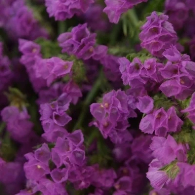 LIMONIUM SINUATUM FANTASIA WINGS