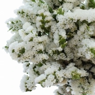 LIMONIUM SINUATUM GLACIER WHITE