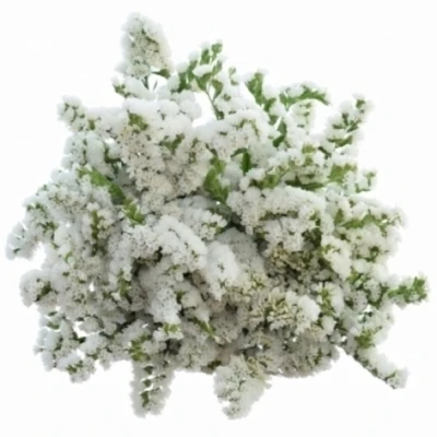 LIMONIUM SINUATUM GLACIER WHITE